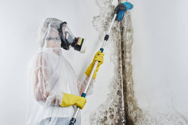 Why You Should Choose Our Mold Remediation Services in Seabrook Farms, NJ